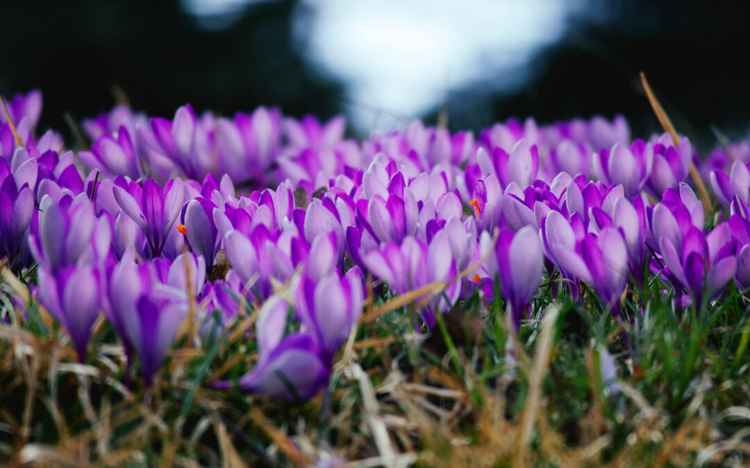 Spring Qigong & Sound Bath